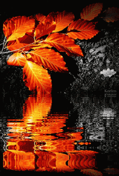 Black And White Tree With Red Leaves Reflected In Water GIF