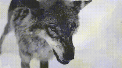 Black And White Wolf In Snow GIF