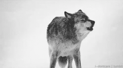 Black And White Wolf In Snow GIF
