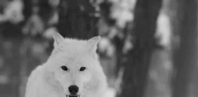 Black And White Wolf Looking At Camera GIF