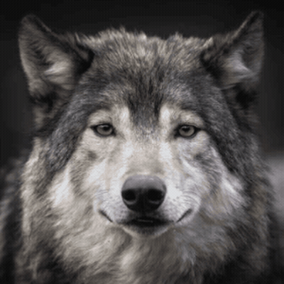 Black And White Wolf Looking At Camera GIF