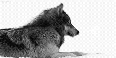 Black And White Wolf Lying In Snow GIF