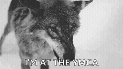 Black And White Wolf Saying I'm At The YMCA GIF