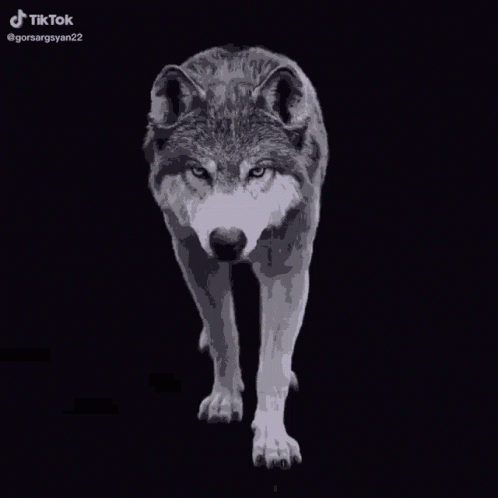 Black And White Wolf Standing In Dark GIF