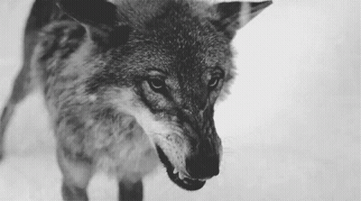 Black And White Wolf With Mouth Open And Teeth Visible GIF