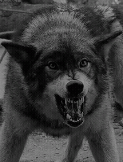 Black And White Wolf With Open Mouth GIF