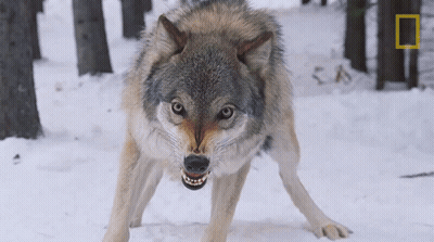 Black And White Wolf With Open Mouth GIF