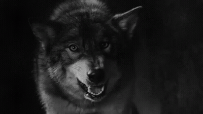 Black And White Wolf With Open Mouth GIF