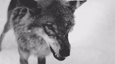 Black And White Wolf With Open Mouth GIF
