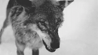 Black And White Wolf With Open Mouth GIF