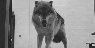 Black And White Wolf With Open Mouth GIF