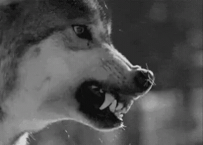 Black And White Wolf With Open Mouth GIF