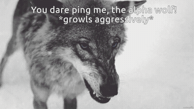Black And White Wolf With You Dare Ping Me GIF