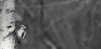 Black And White Woodpecker On Branch GIF