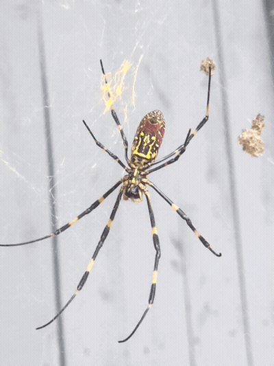 Black And Yellow Spider With Red Head GIF