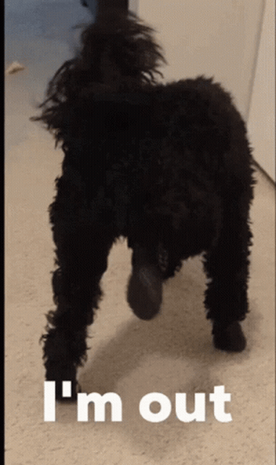 Black Angry Bird Flying GIF