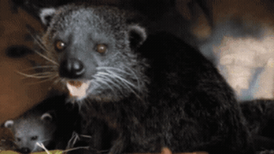 Black Animal With Mouth Open Looking At Camera GIF