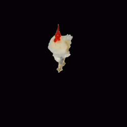 Black Background Chicken Walk  GIF