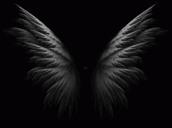 Black Background Dark Wings GIF