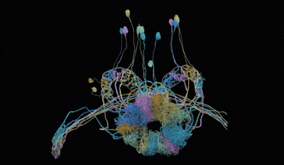 Black Background With Colored Lines GIF