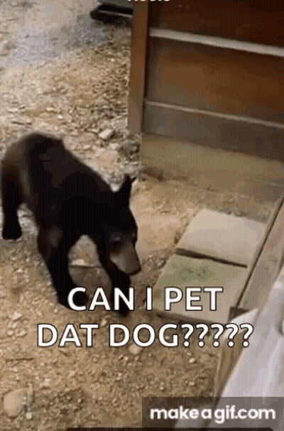 Black Bear Asking To Pet Dog On Dirt Road GIF