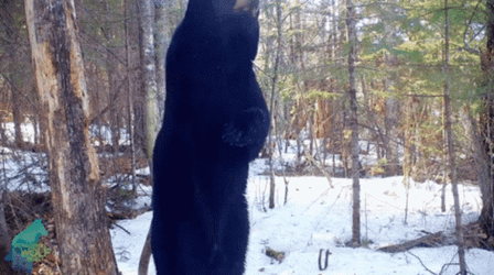 Black Bear Dancing Animal GIF