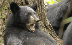 Black Bear Gaping
