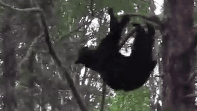 Black Bear Hanging From Tree Branch GIF