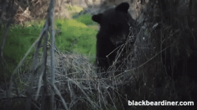 Black Bear Holding Yellow Frisbee In Woods GIF