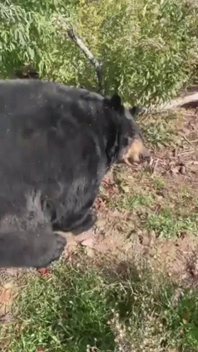 Black Bear Laying in Grass Near Tree Branch