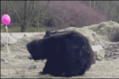 Black Bear Laying On Ground With Pink Balloon GIF
