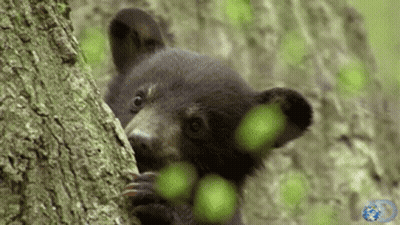 Black Bear Peeking From Behind Tree Trunk GIF