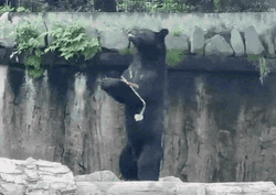 Black Bear Playing Chako GIF