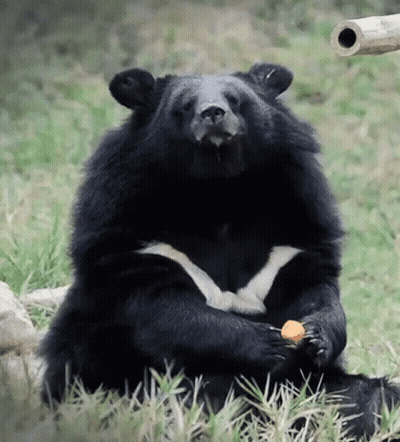 Black Bear Sitting In Grass Eating Fruit GIF