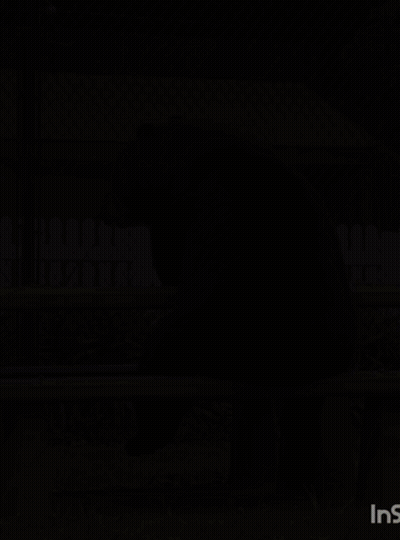 Black Bear Sitting On Bench With Letters INS GIF