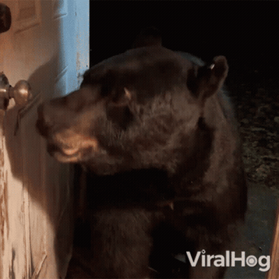 Black Bear Standing In Front Of Door With Viralhog GIF
