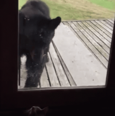 Black Bear Standing On Porch Looking Out Window GIF