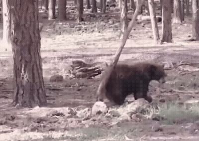 Black Bear Walking Through Forest With Stick GIF