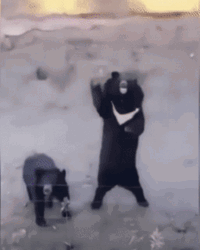 Black Bear Waving Inside The Fence GIF