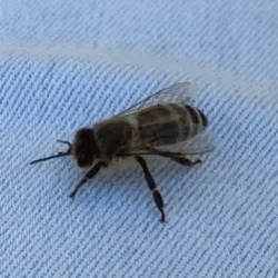 Black Bee Meme GIF