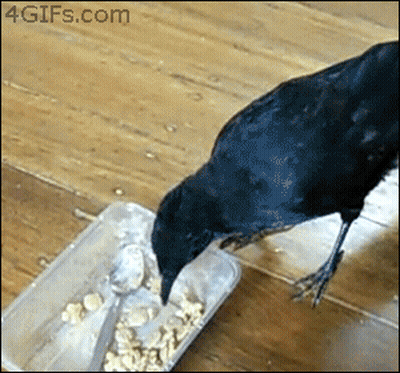 Black Bird Eating Food From Plastic Container With Spoon GIF