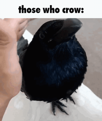 Black Bird Held In Hand Those Who Crow GIF