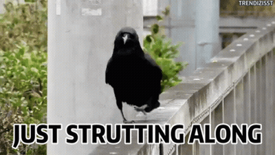 Black Bird Just Strutting Along GIF
