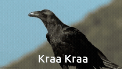 Black Bird Kraa Kraa GIF