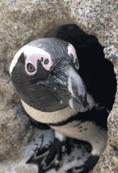 Black Bird Looking For Something GIF