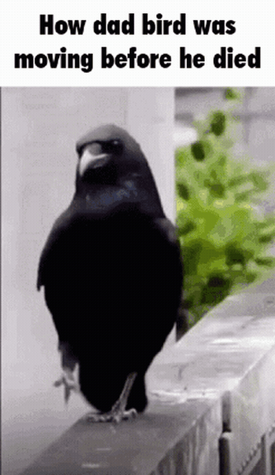 Black Bird on Fence Saying How Dad Bird Was Moving Before He Died
