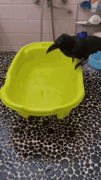 Black Bird On Yellow Bathtub GIF