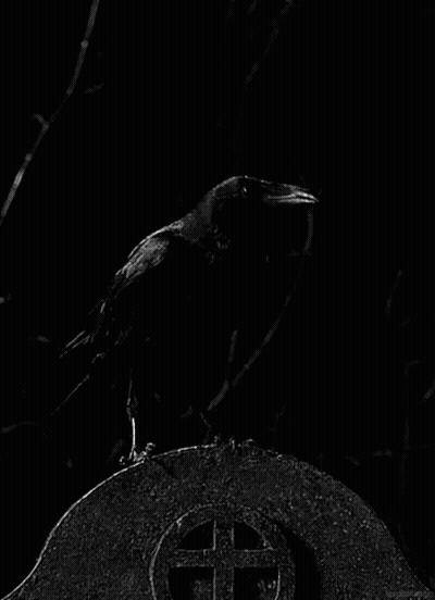 Black Bird Perched On Gravestone GIF