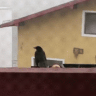Black Bird Perched On Side Of House GIF