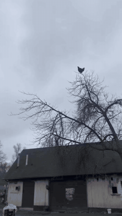 Black Bird Perched On Tree Branch GIF
